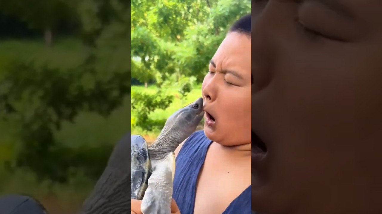 Animals Attacking People Funny Reactions #funny #animals #shorts