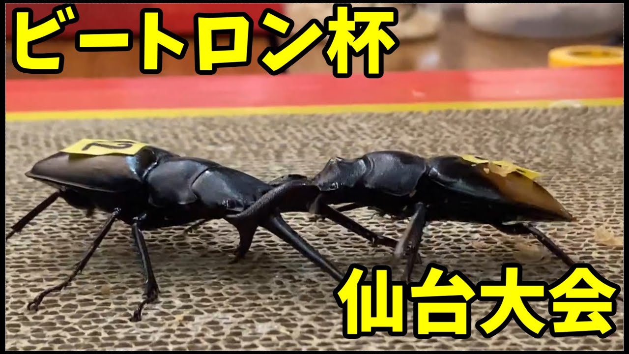東北史上初!クワガタ相撲大会　ビートロン杯in仙台