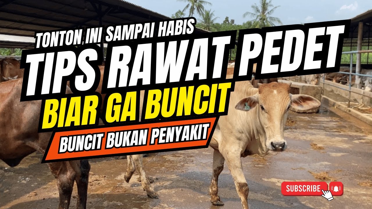 WAJIB TONTON SAMPAI SELESAI‼️TIPS MERAWAT PEDETAN BIAR GA BUNCIT | SAPI PEDET | SAPI SIMENTAL