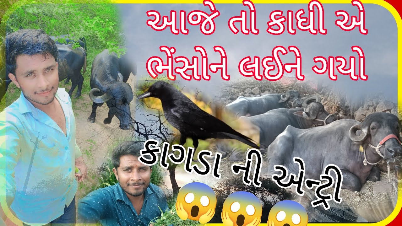 આજે તો હું કાધીએ ભેંસોને લઈને ગયો.. અચાનક...😱😱 કાગડા ની એન્ટ્રી