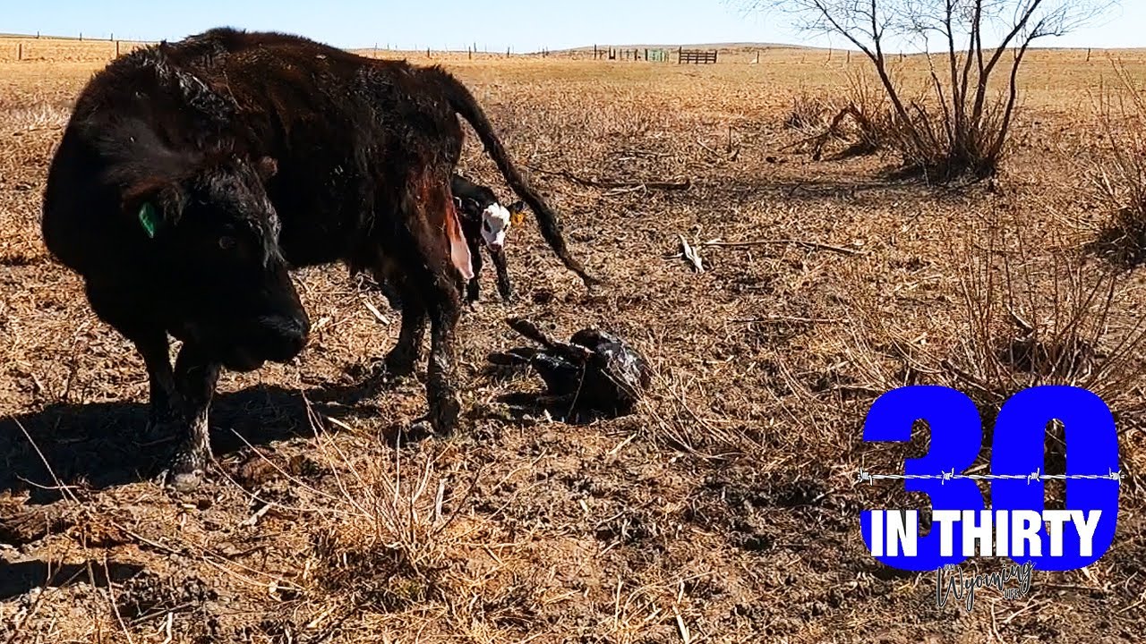 Birth Caught on Camera - 30 in 30 #9