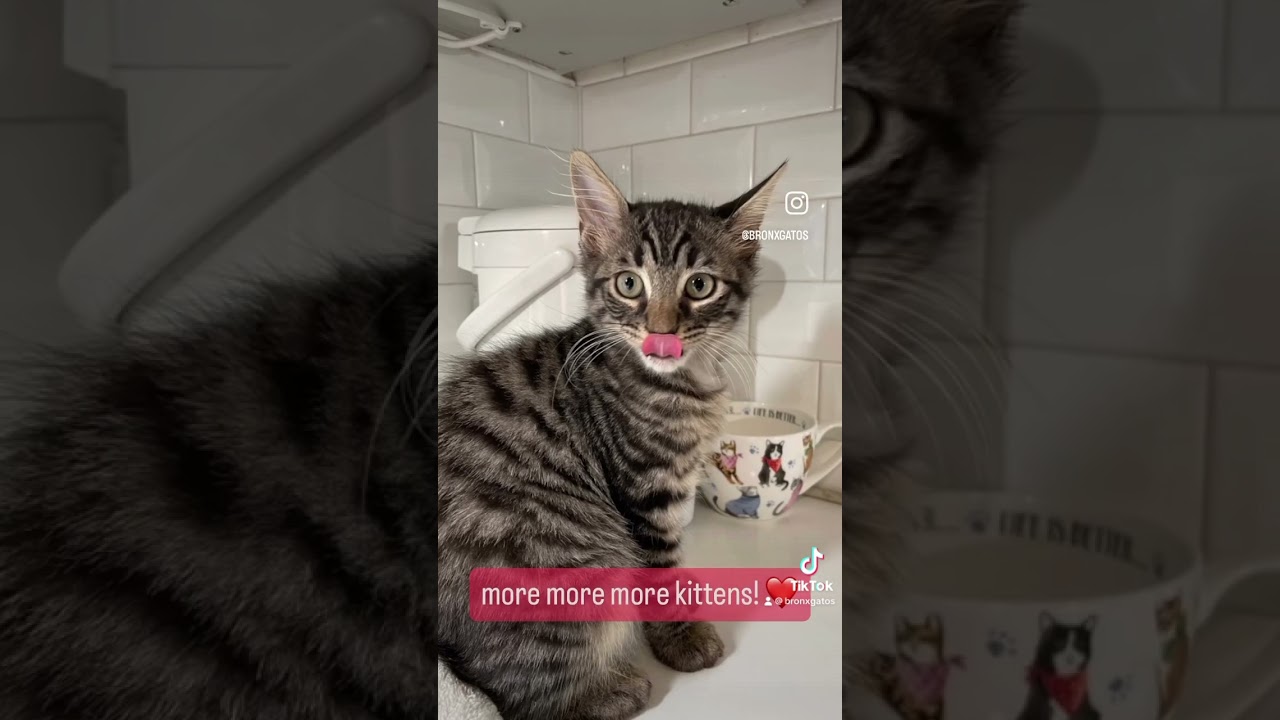 More adoptable cats and kittens!!! 