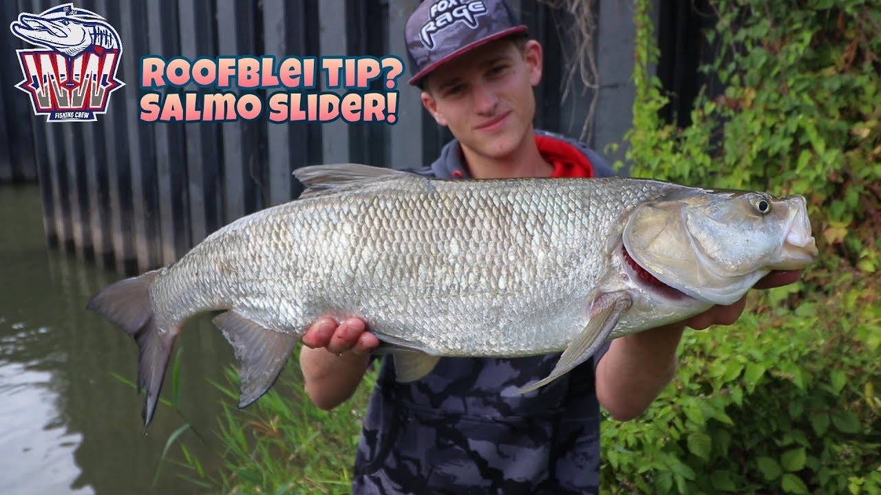 VISSEN OP GROTE ROOFBLEI MET DE SALMO SLIDER mini! Snoeken Snoek Baars Baarzen Snoekbaarzen