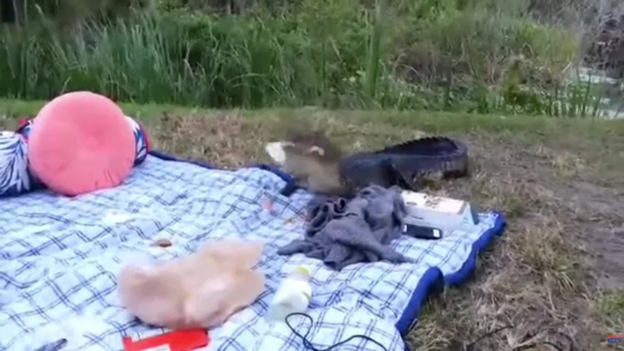 Alligator crashes Florida picnic