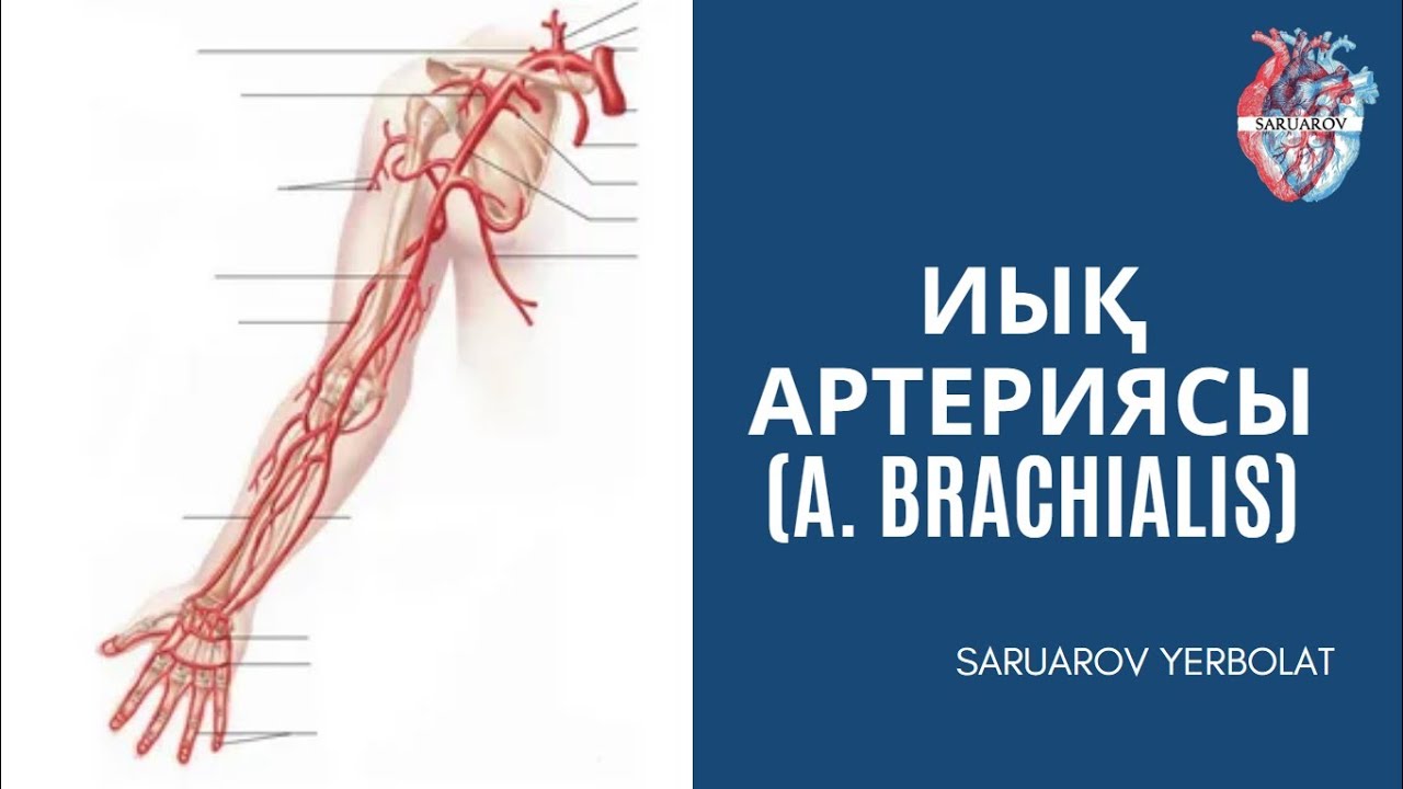 Иық артериясы (a. brachialis)