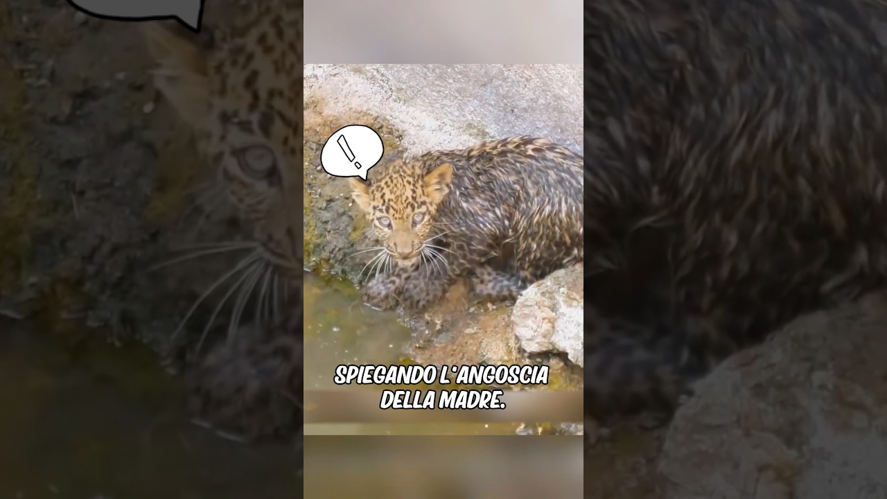 Una giaguara cerca l'aiuto degli umani per salvare il suo cucciolo