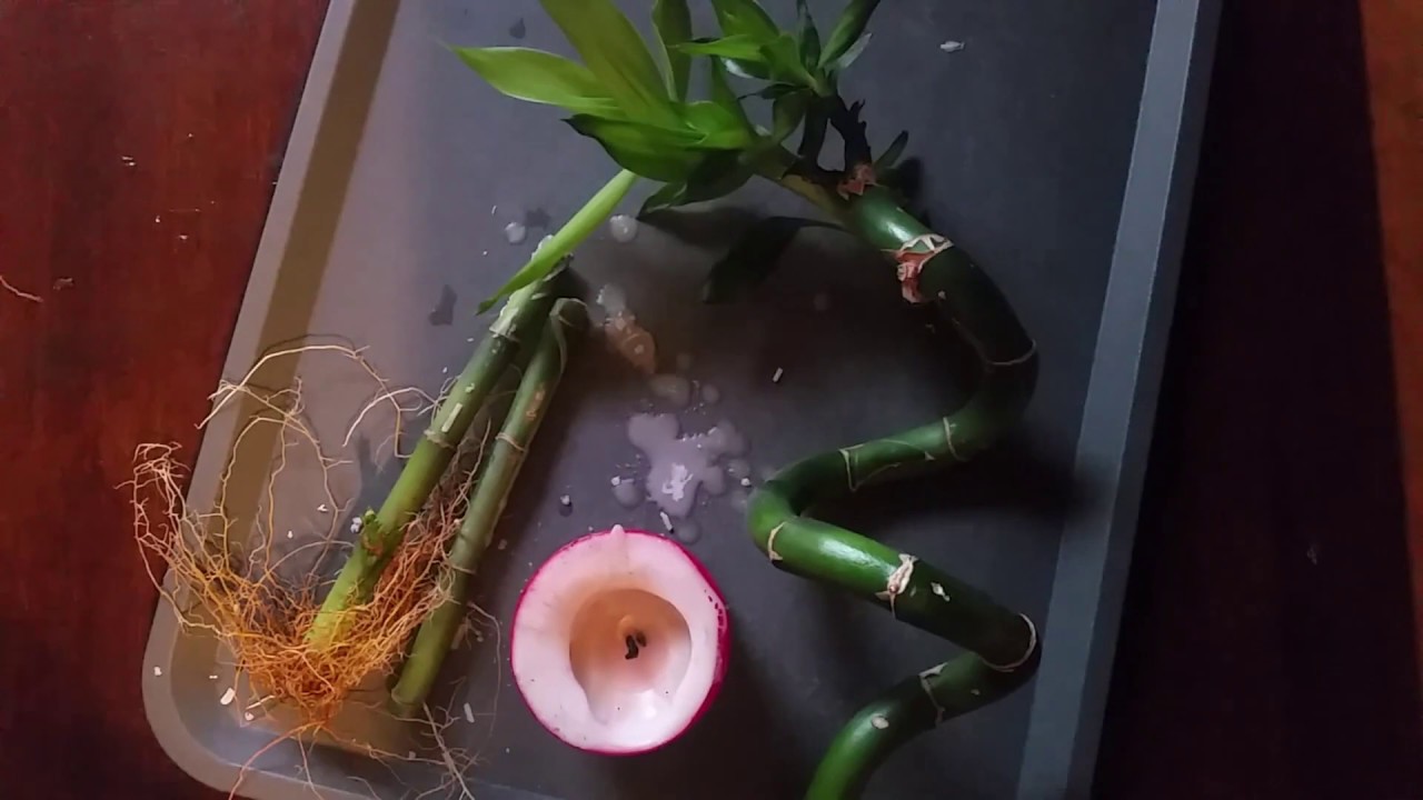Lucky Bamboo-Dracena Sandera rozmnażanie  (bambus wodny) Część 1 l How To Propagate