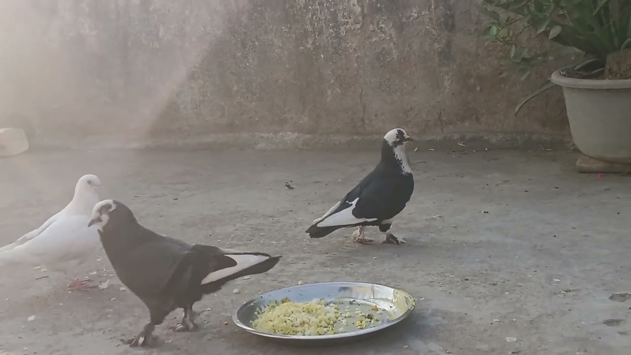 हमारे कबूतर का ब्लॉक न्यू ब्लॉक
