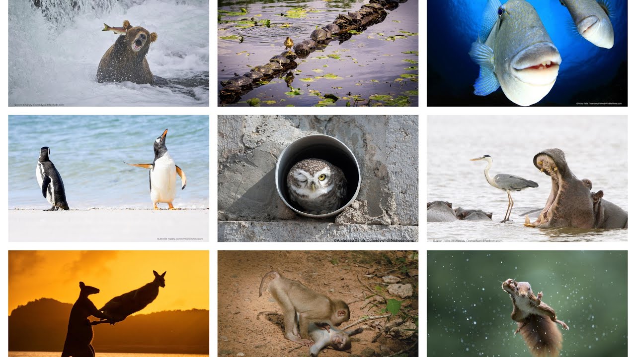 Премия Comedy Wildlife Photography Awards 2022 | Победители