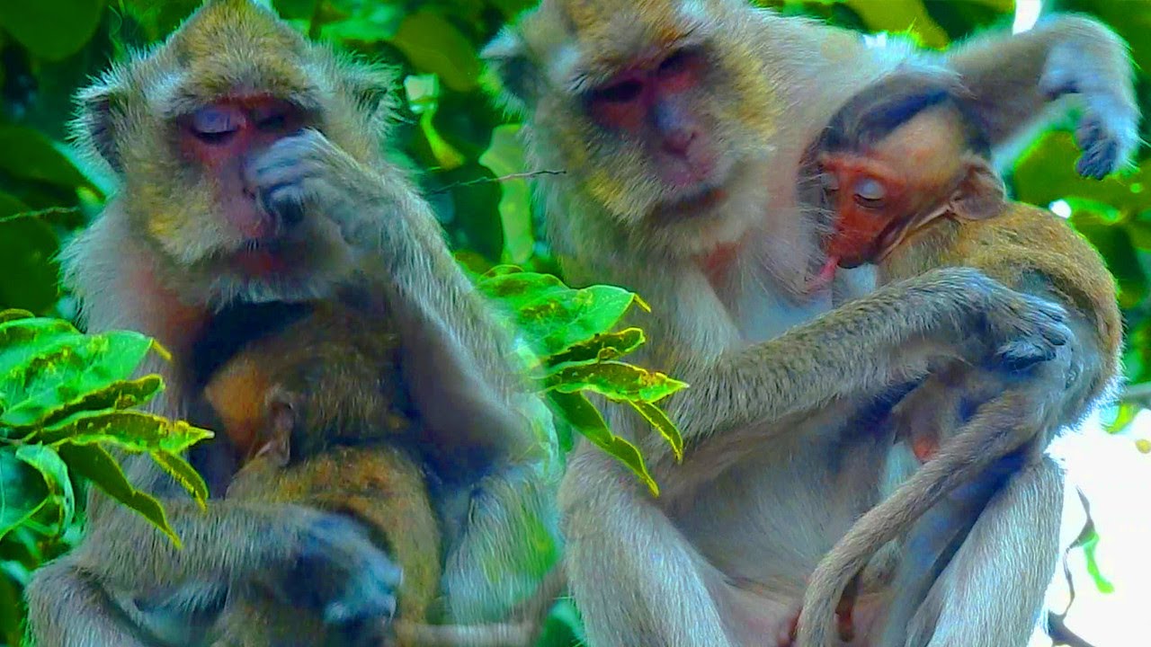 Poor Family!!Blind MOM Vegas &Baby Vigo looks tiredness,They're need Rest and food For self feeding