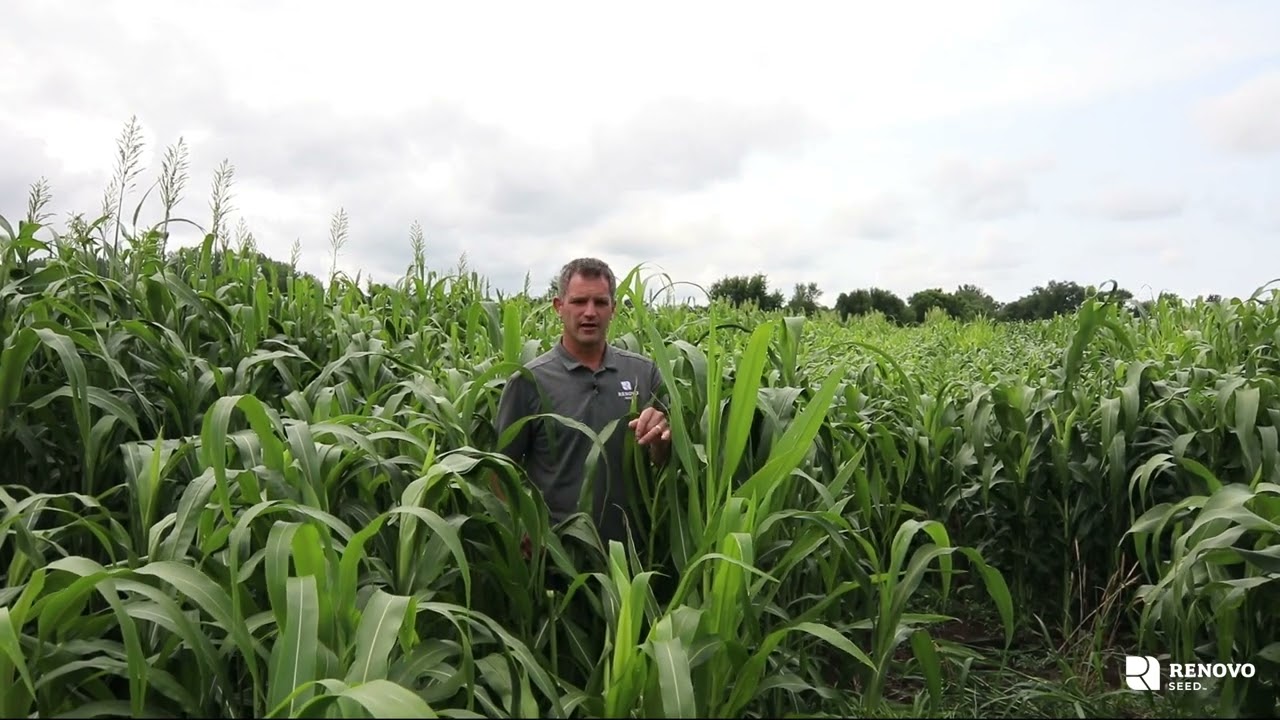 Turbo &ndash; BMR Brachytic Dwarf Sorghum Sudangrass