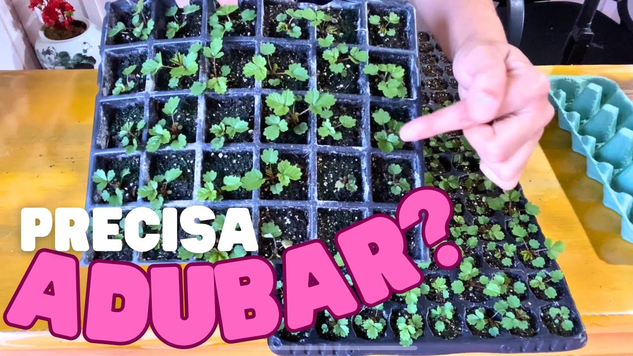 APRENDA A FAZER MUDINHAS DE MORANGO