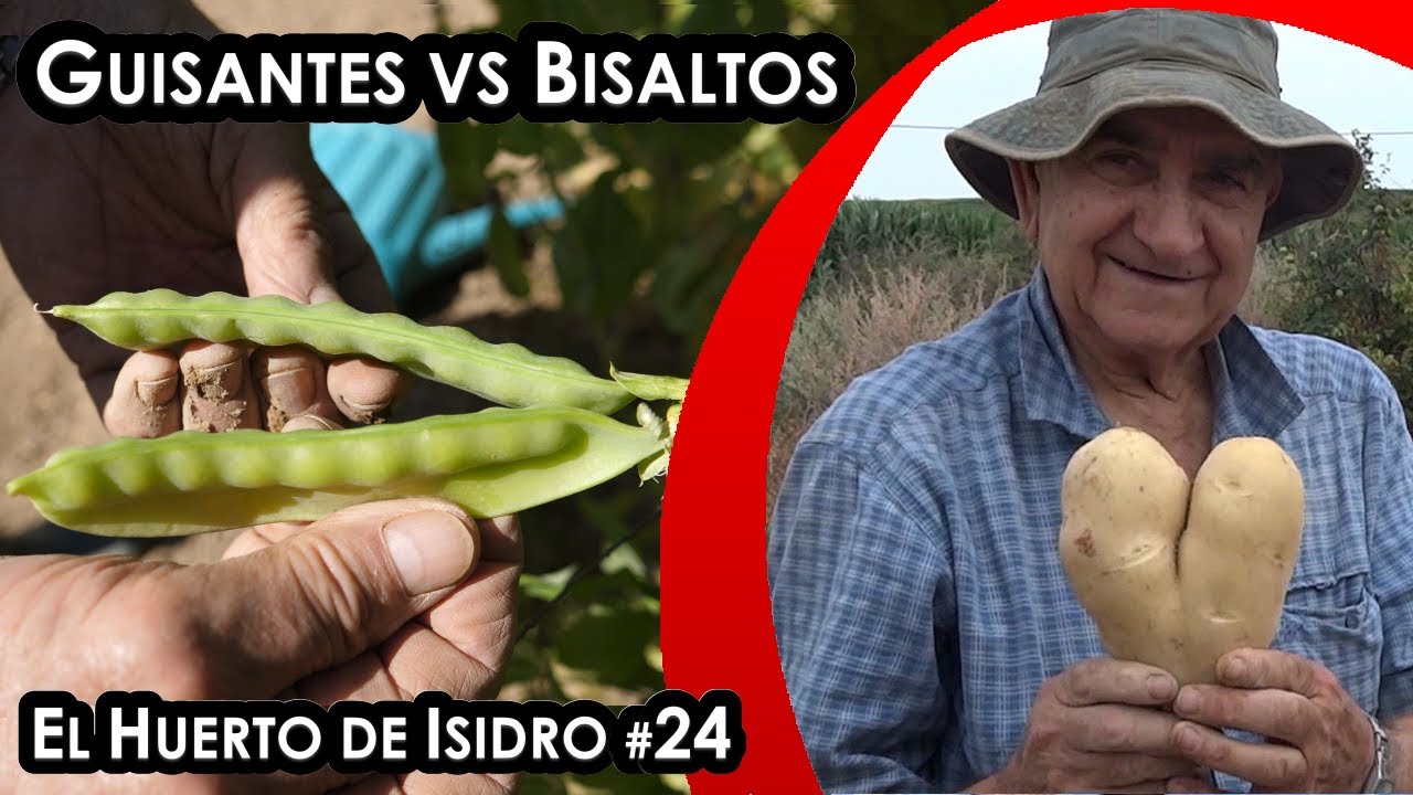 El huerto de Isidro #24. Guisantes vs bisaltos