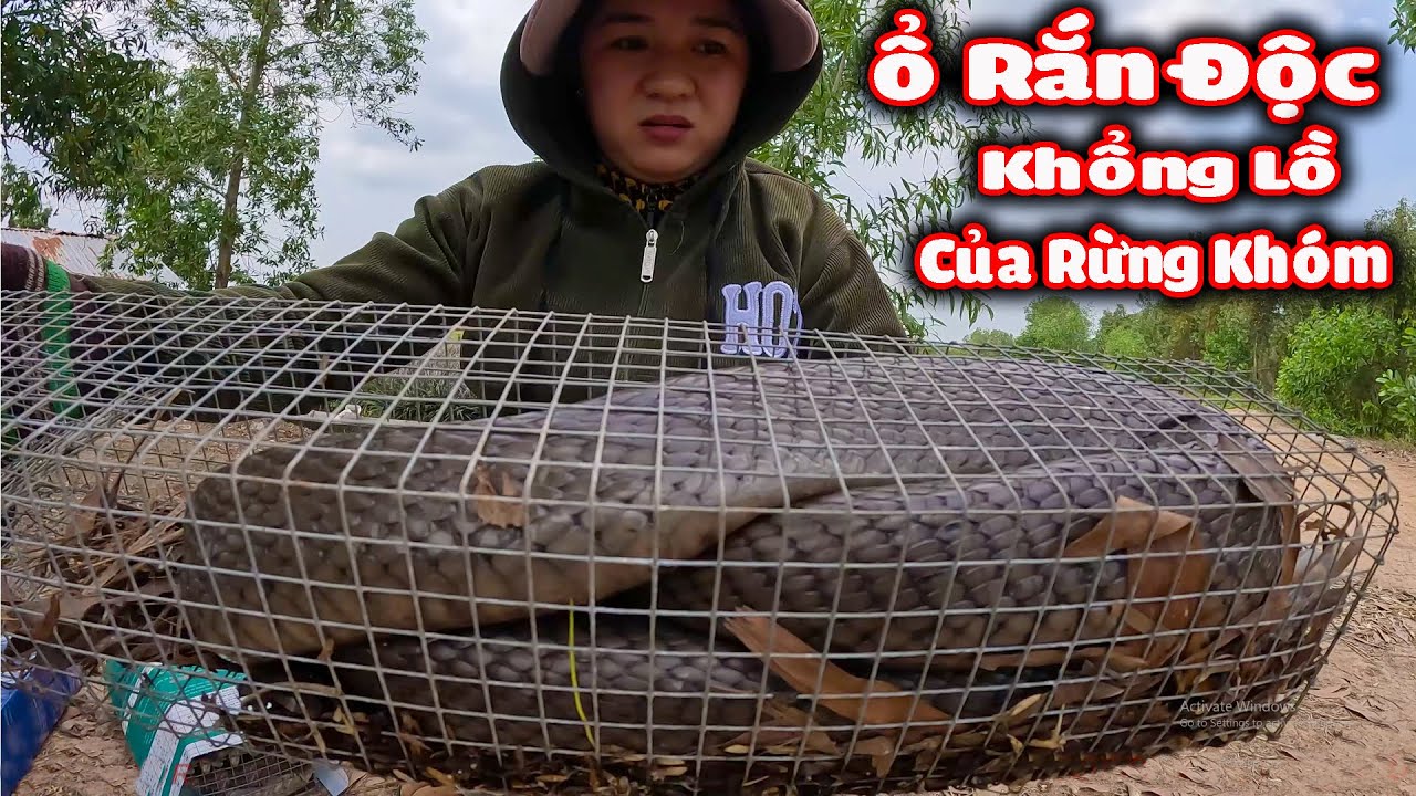 Самая большая кобра, которую я когда-либо видел #CSBR # Эпизод 291