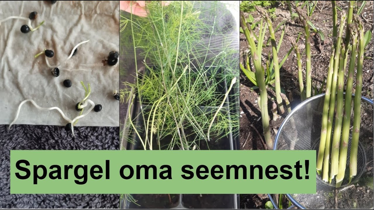 Spargli ehk hariliku aspari seemnest kasvatamine