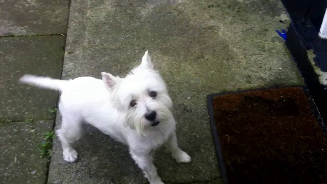 Westie Reunion with Owner