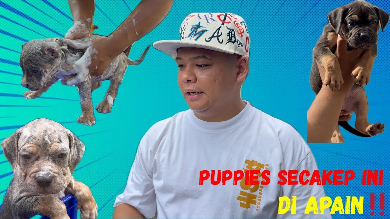 PUPPIES IDAMAN JAMBI SUPERBULLS 🔥🔥