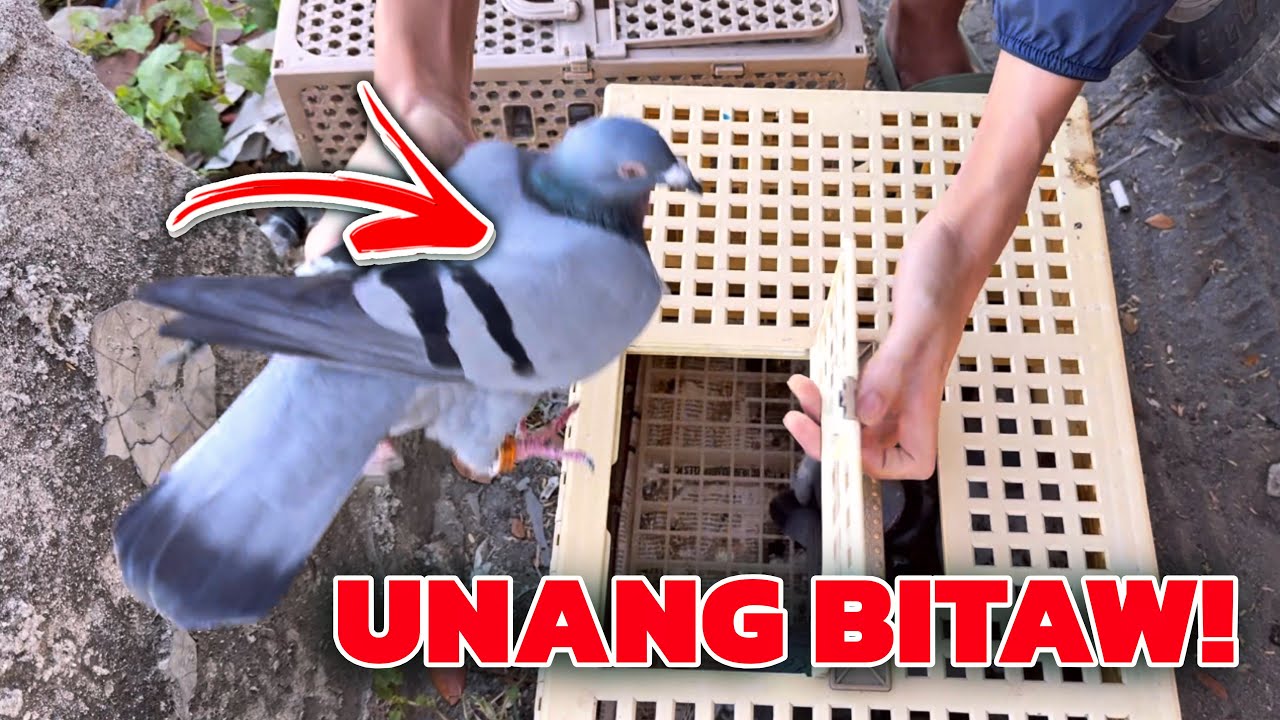 PAALAM KALAPATI KONG SI COCO