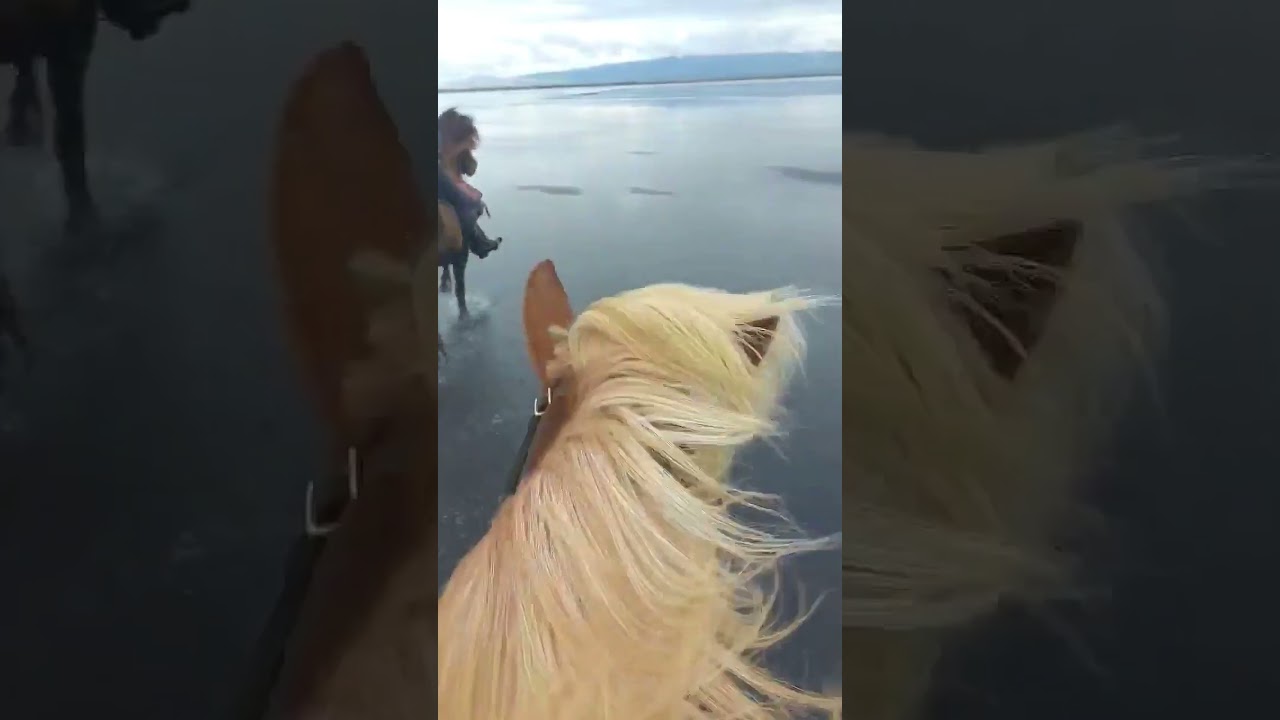 Lisa Riding Her Horse Across Lake Hop ! 🇮🇸  🐴 #iceland #horses