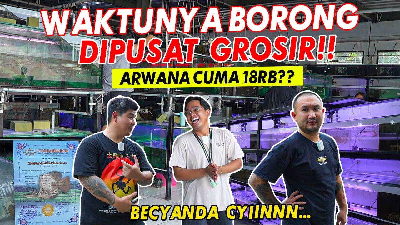 GREBEK PAKSA!! WAKTUNYA BORONG DI PUSAT GROSIR IKAN HIAS TERBESAR DAN TERMURAH