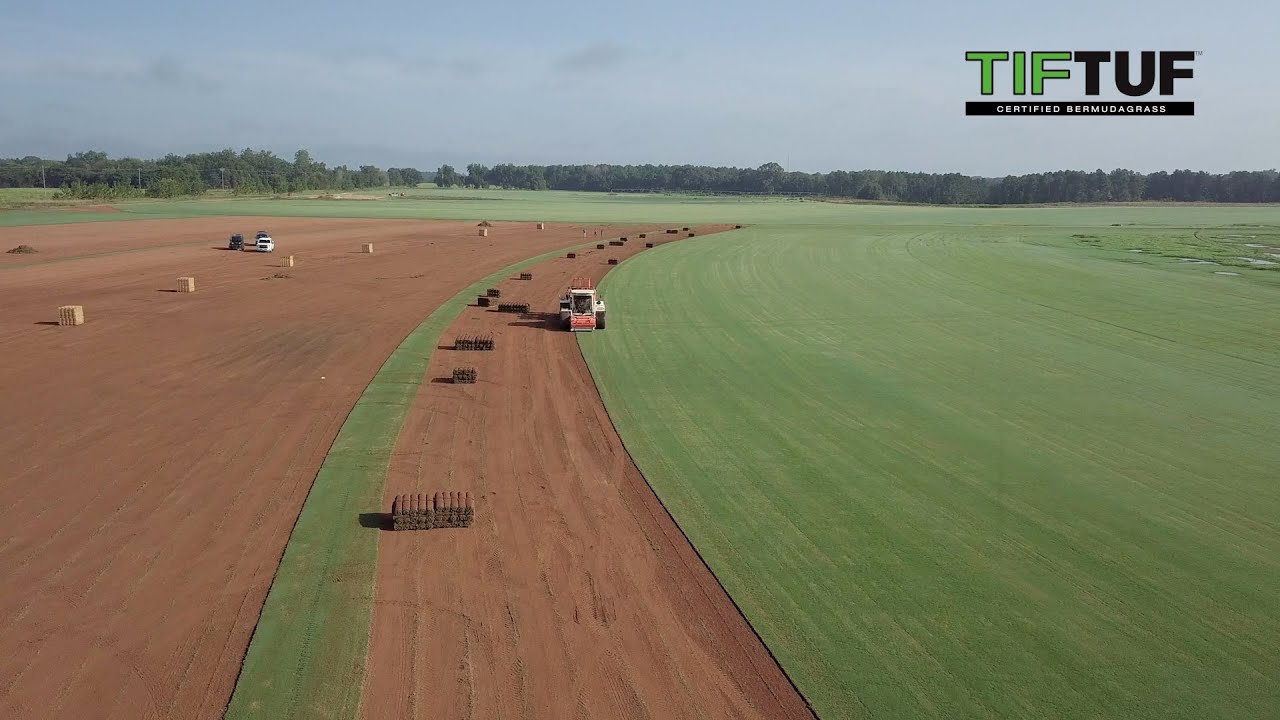 UGA Turfgrass Breeding Program / TifTuf Certified  Bermudagrass