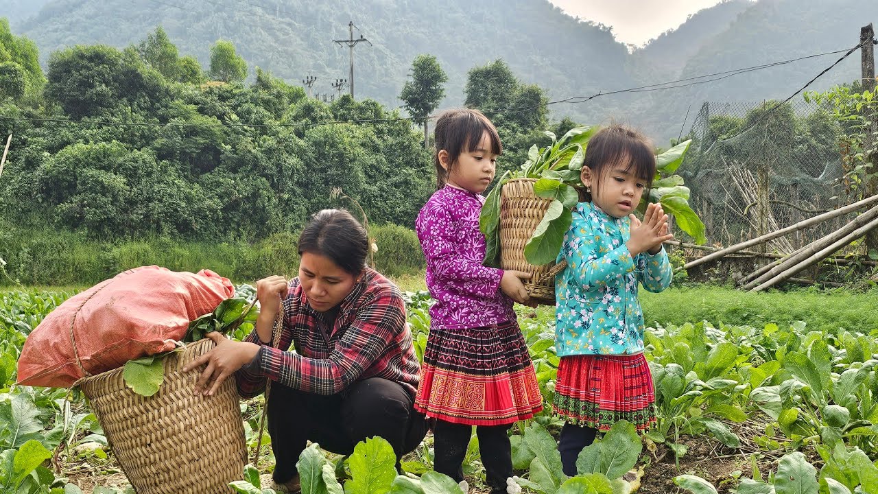 Harvesting white radish and mom's special braised radish with meat/Daily life - Le Thi Hon