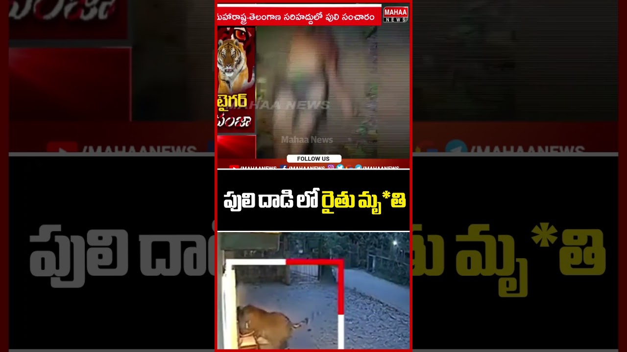 పులి దాడి లో రైతు మృ*తి..Maharastra | Tiger Attack | Farmer | Mahaa News