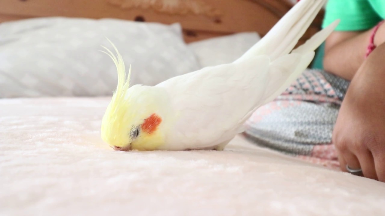 ASMR Massage: Pet Bird (Baby Birdie) Drifting Off To Sleep (no talking, only baby beeps😉🐥🐤)