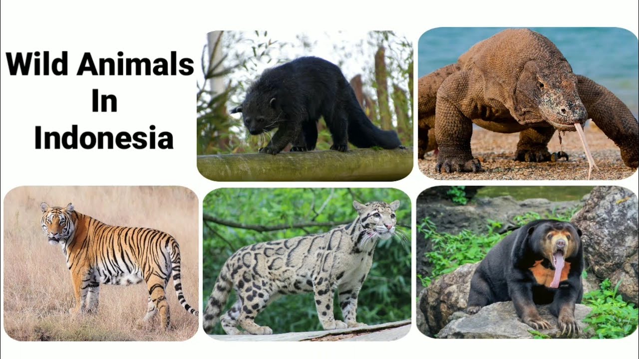 Wild Animals In Indonesia