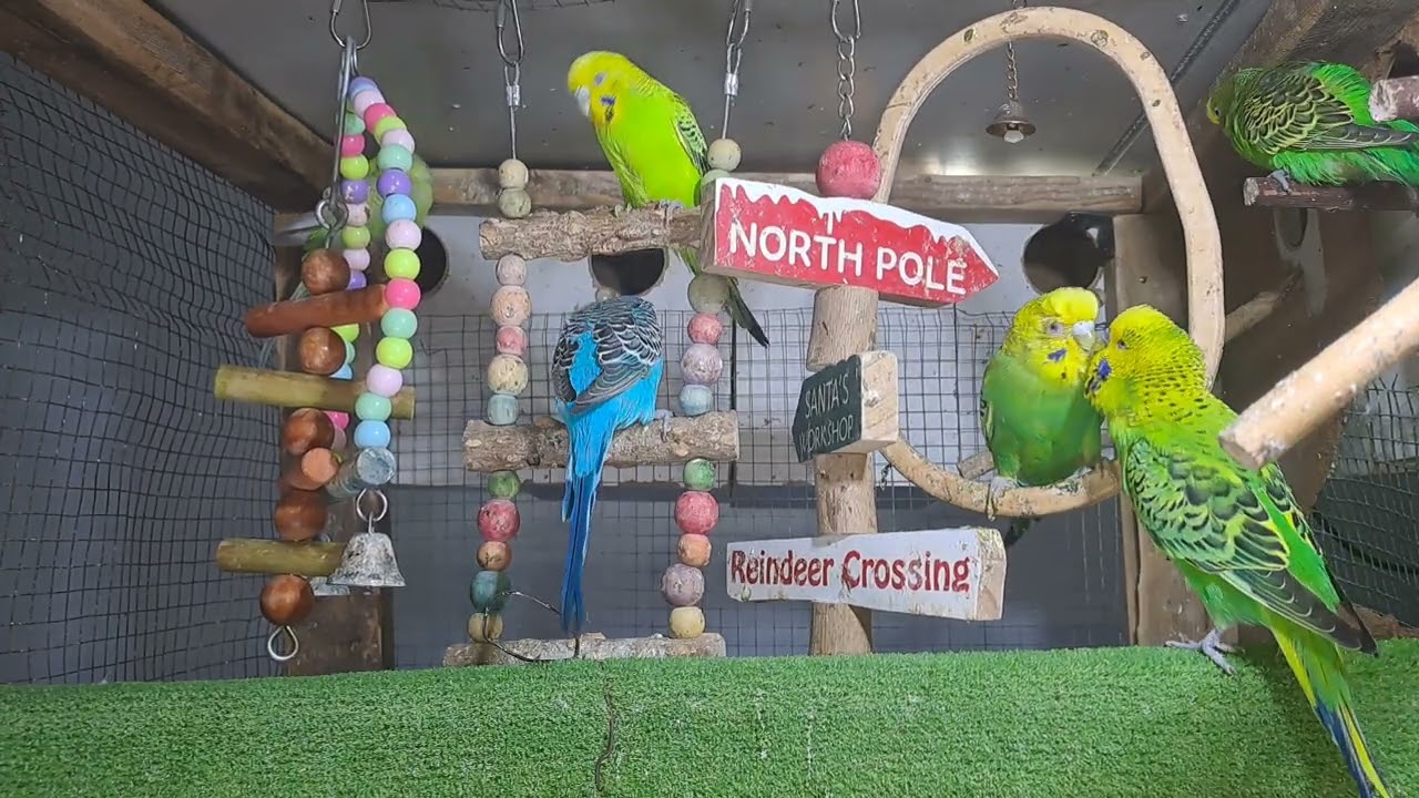 “Talkative parrot vibes 💬🦜 #FunnyPets #Trend”