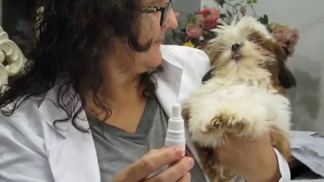 Cãozinho bravo com remédio