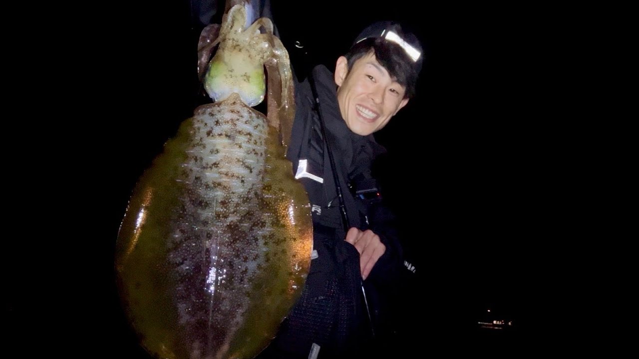 【明石エギング】12月の明石でアオリイカ釣れますか？釣れます！！