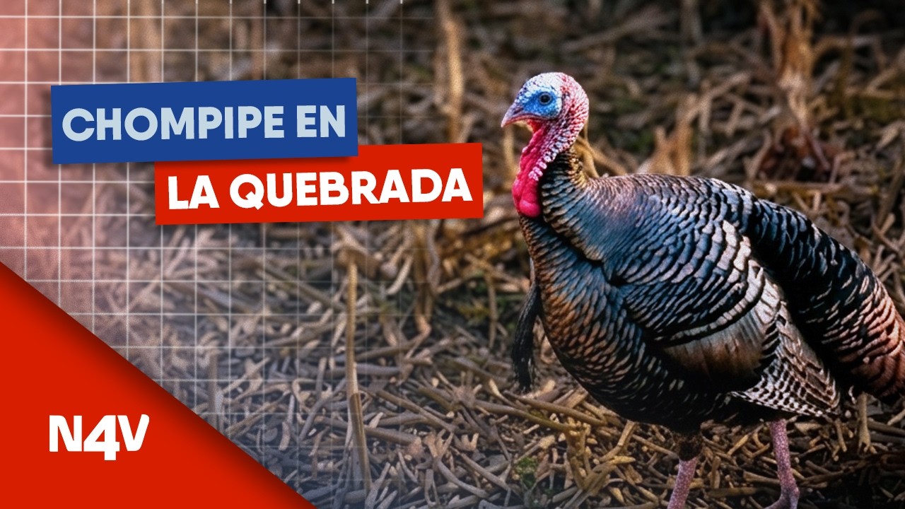¡INSÓLITO! El Chompipe de la quebrada | Noticias 4 Visión | El Salvador