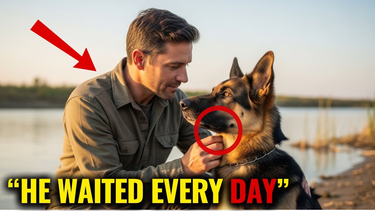 Dog Sits by the Same Riverbank Daily — One Day, a Fisherman Follows Him