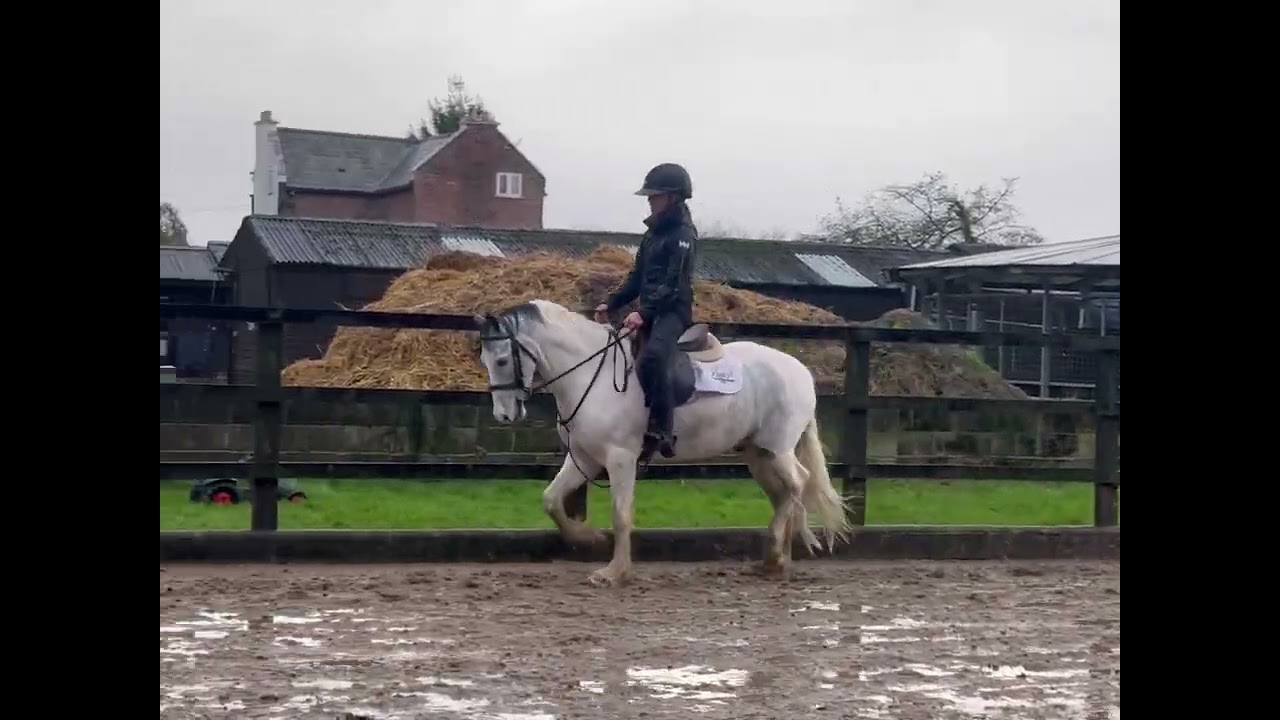 ROLEX 14.1HH 5 YEAR OLD GELDING 