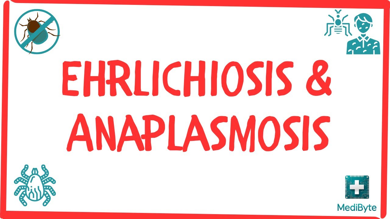 What is Ehrlichiosis & Anaplasmosis? 🕷️
