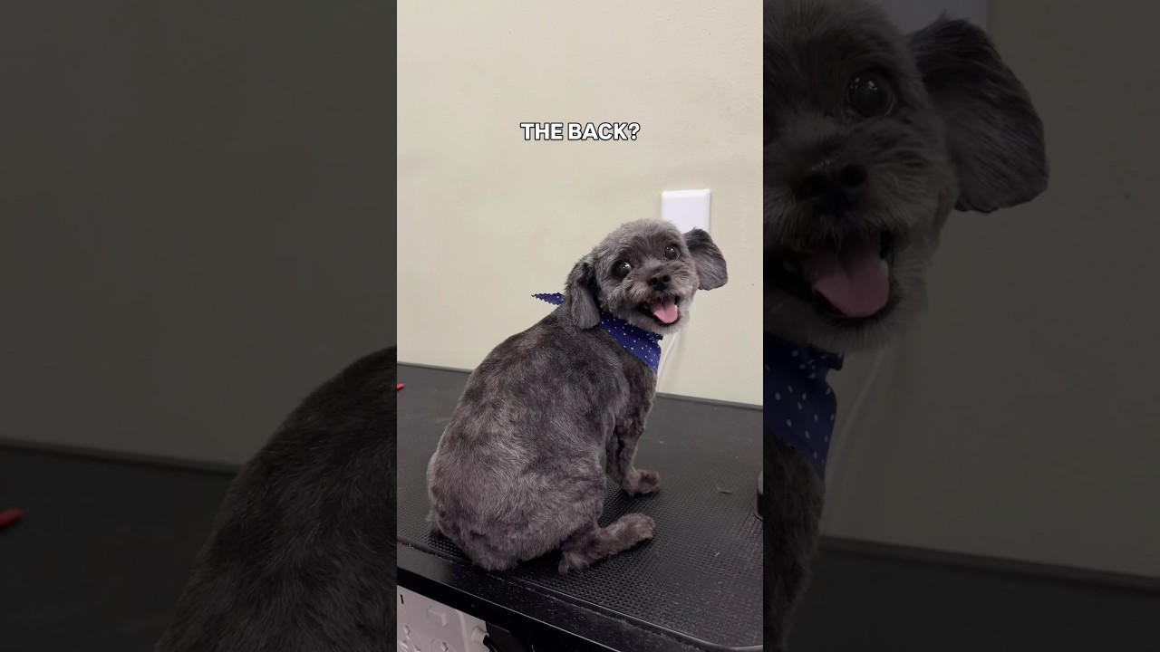 Every angle is Pookie&rsquo;s angle 💅✨#doggroom #trendingnow #vethospital