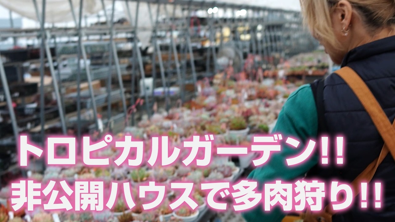 【多肉植物】トロピカルガーデン!!非公開ハウスで多肉狩り!!【succulent】トロピカルガーデン