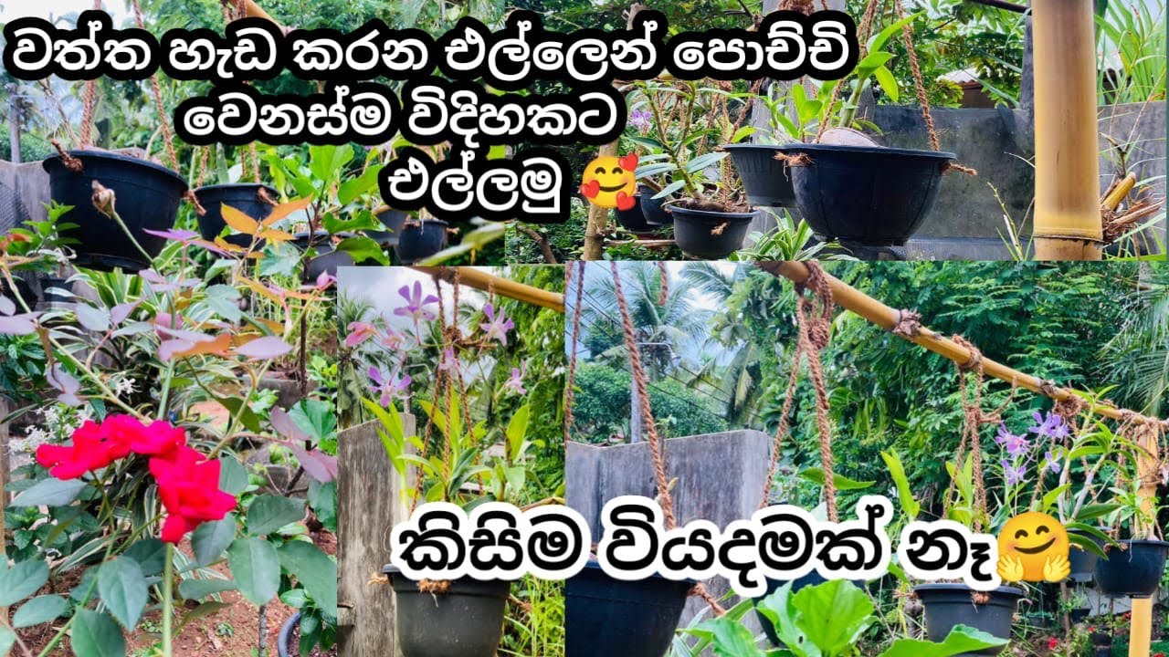වත්තට අලුත් පෙනුමක් 🤗 කිසිම වියදමක් නැතුව ❤️ / Gardening ideas 💡/(@BuddhisStory )/ #buddhi 
