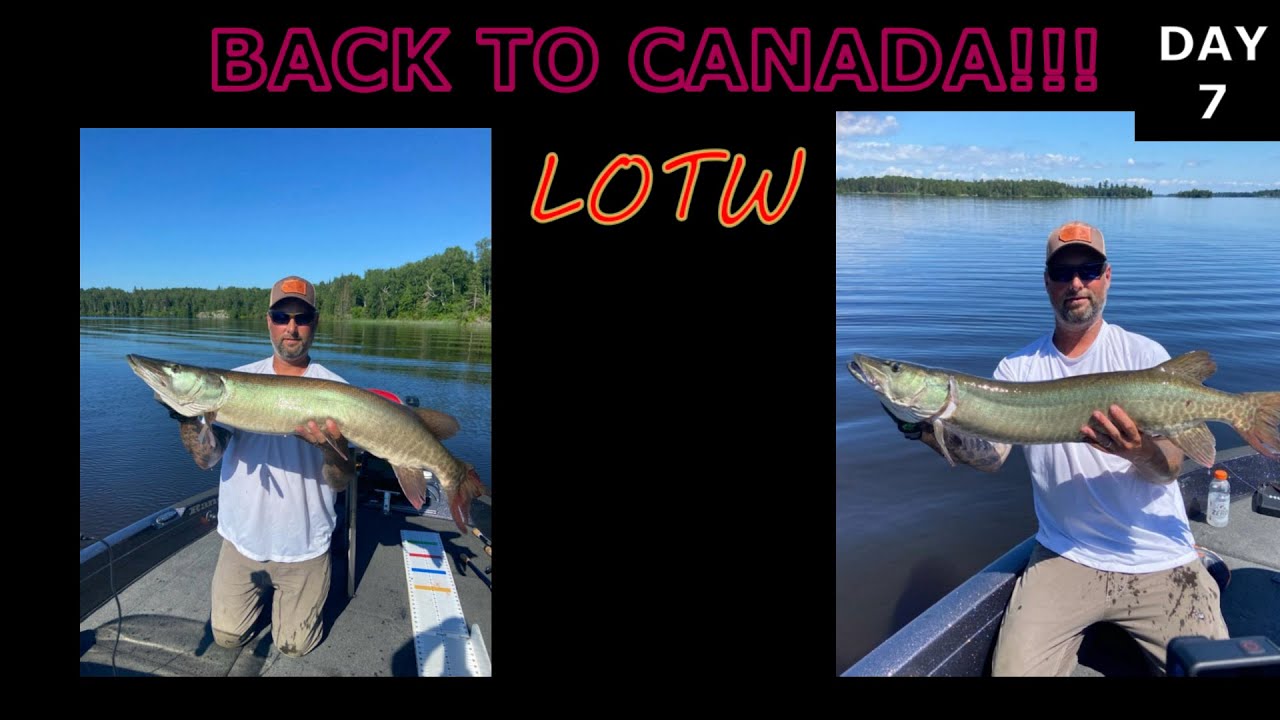 MUSKY FISHING LAKE OF THE WOODS 2022 (PART 7 OF 7)