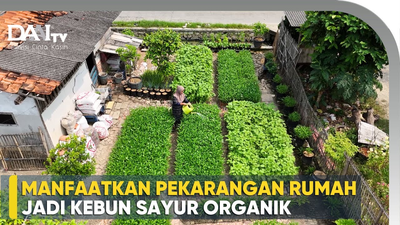 Kebun Organik Pekarangan Rumah