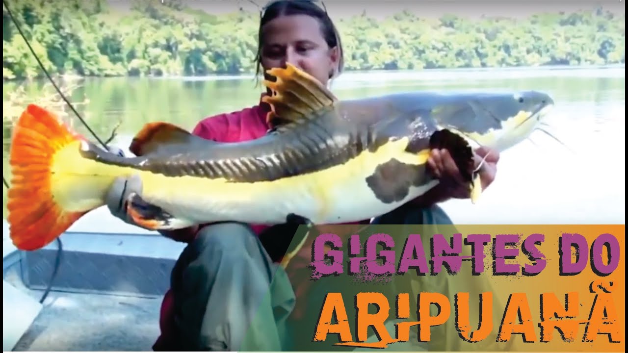 Pescaria no Amazonas - Rio Aripuanã - Parte II