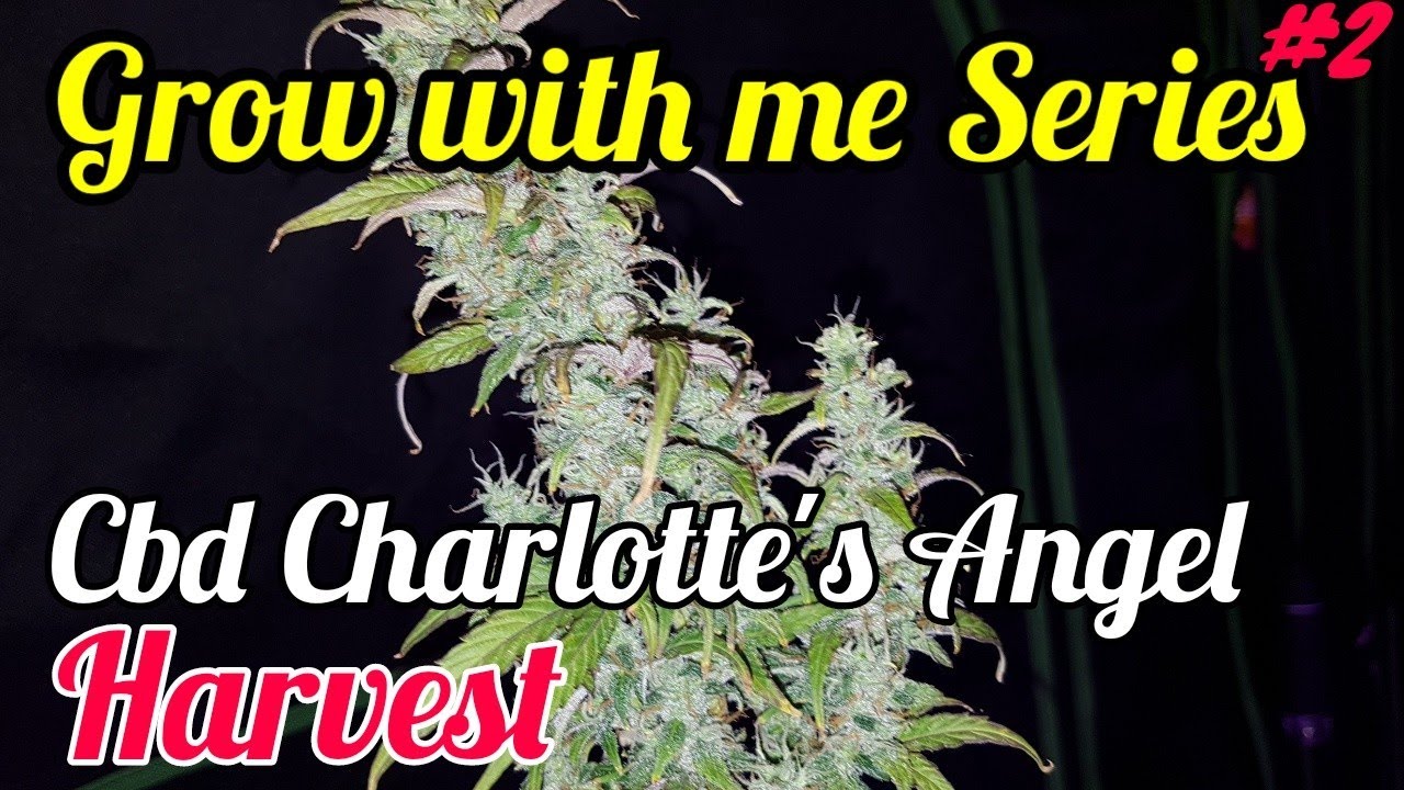 CBD CHARLOTTES ANGEL HARVEST - DUTCH PASSION SEEDS