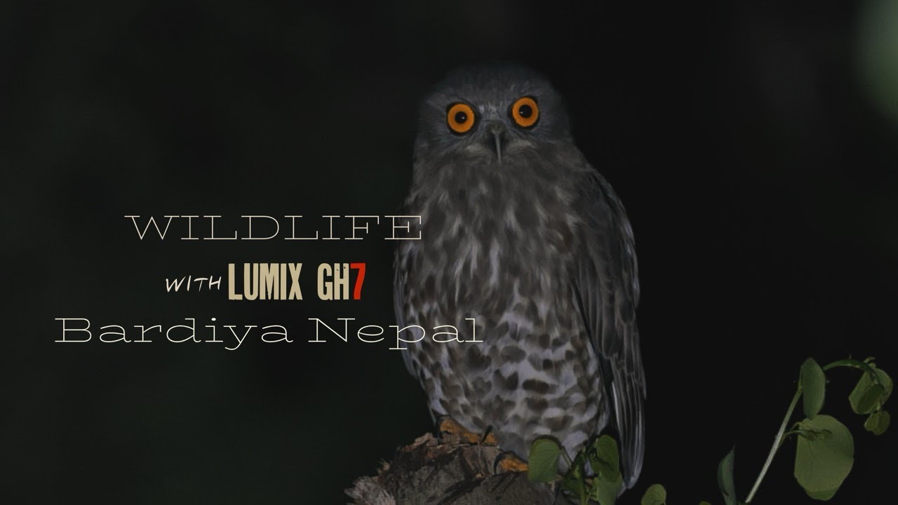 The Lumix GH7: A Wildlife Filmmaker's Dream Come True