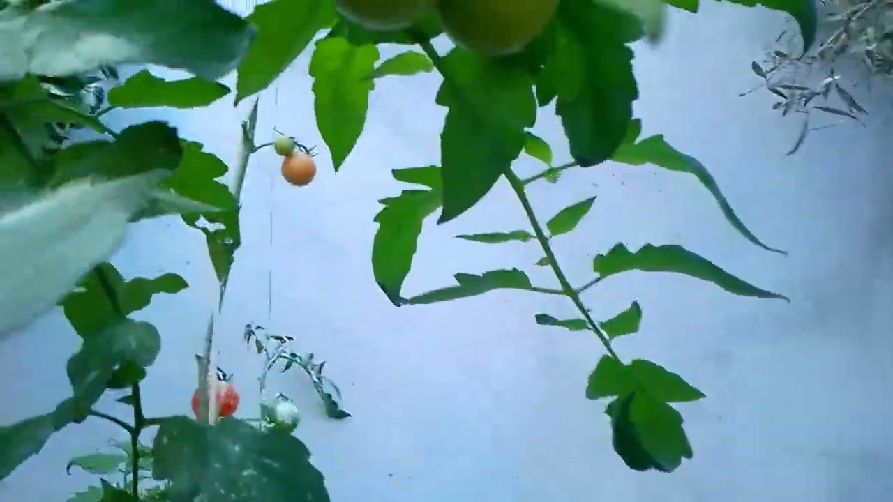 Huerto 🌱 tomates Cherry y Raf 