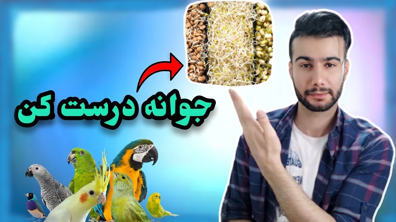 مراحل درست کردن جوانه گندم،ماش،عدس و سایر جوانه ها برای پرندگان زینتی