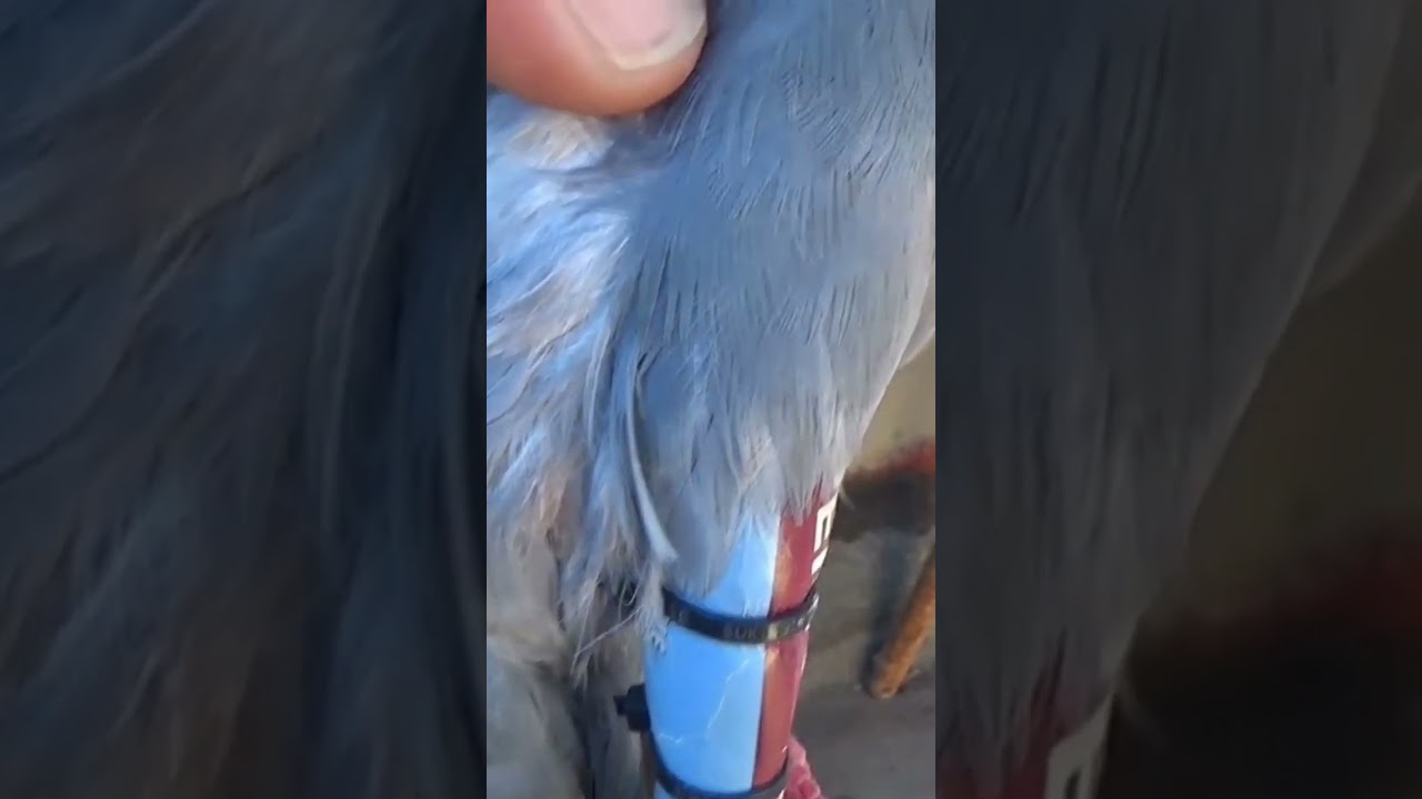 pata rota.. palomos deportivos
