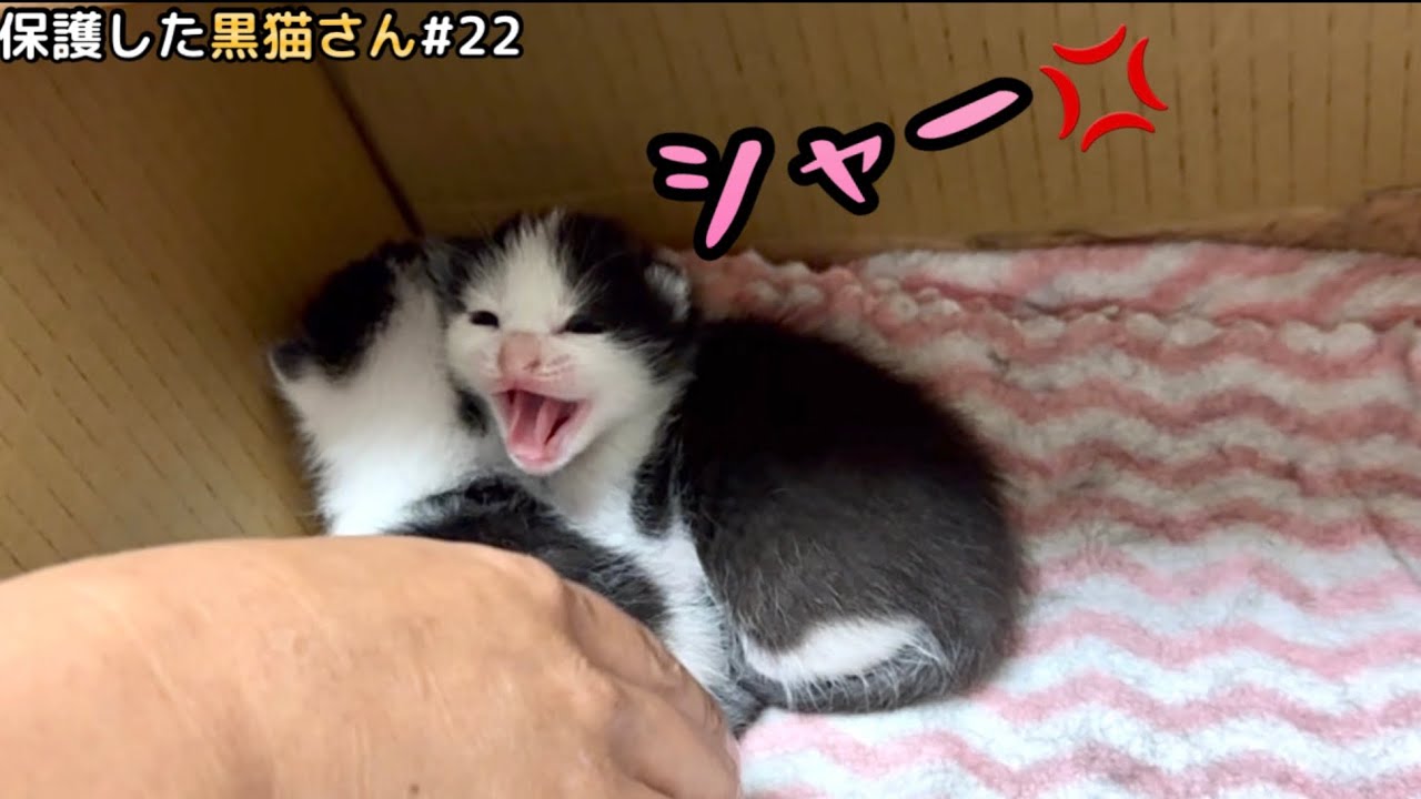 目が開いた子猫！初めて見る人間に可愛いすぎるシャー連発！