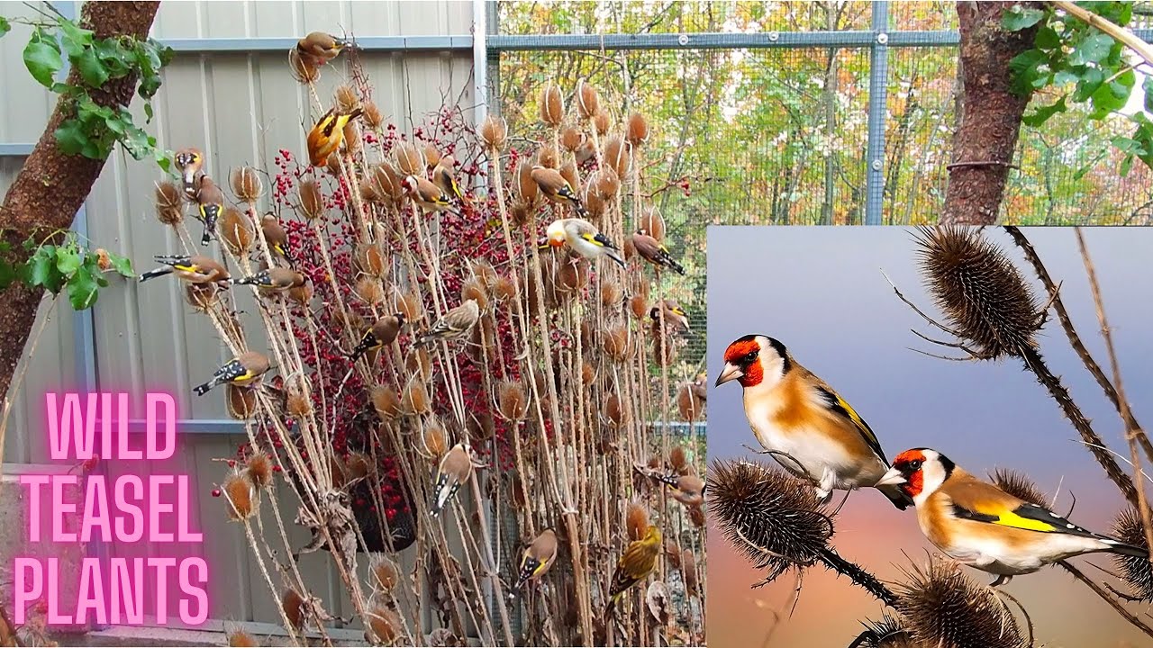 They were named after this plant - Češljugar