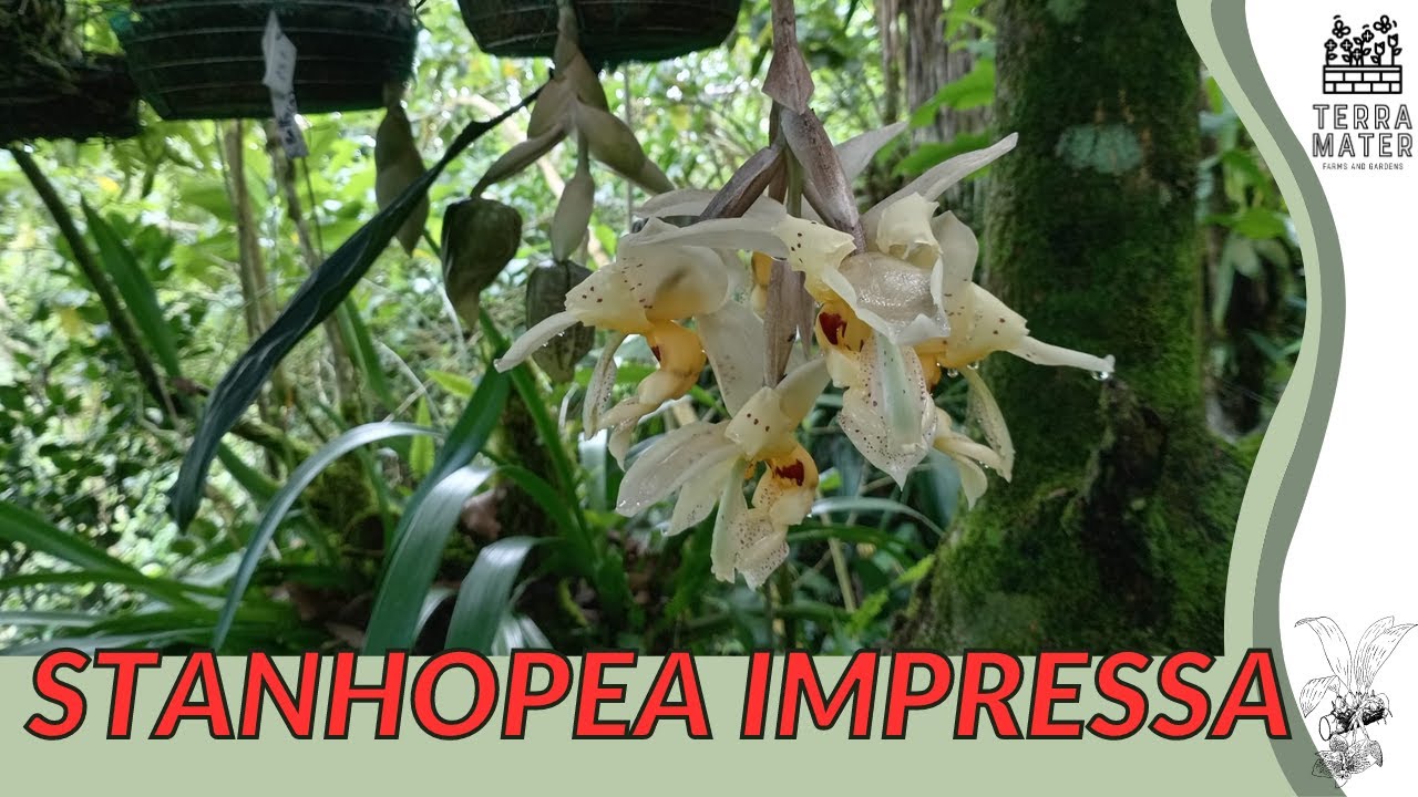 STANHOPEA IMPRESSA Information, Description & More!